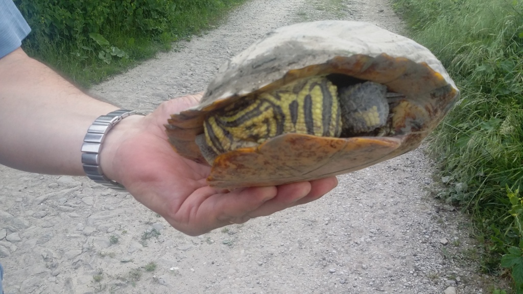 Trachemys sp.